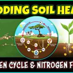 Soil Science: The Nitrogen Cycle, Nitrogen Fixers, and Fertilizer Dynamics Explained