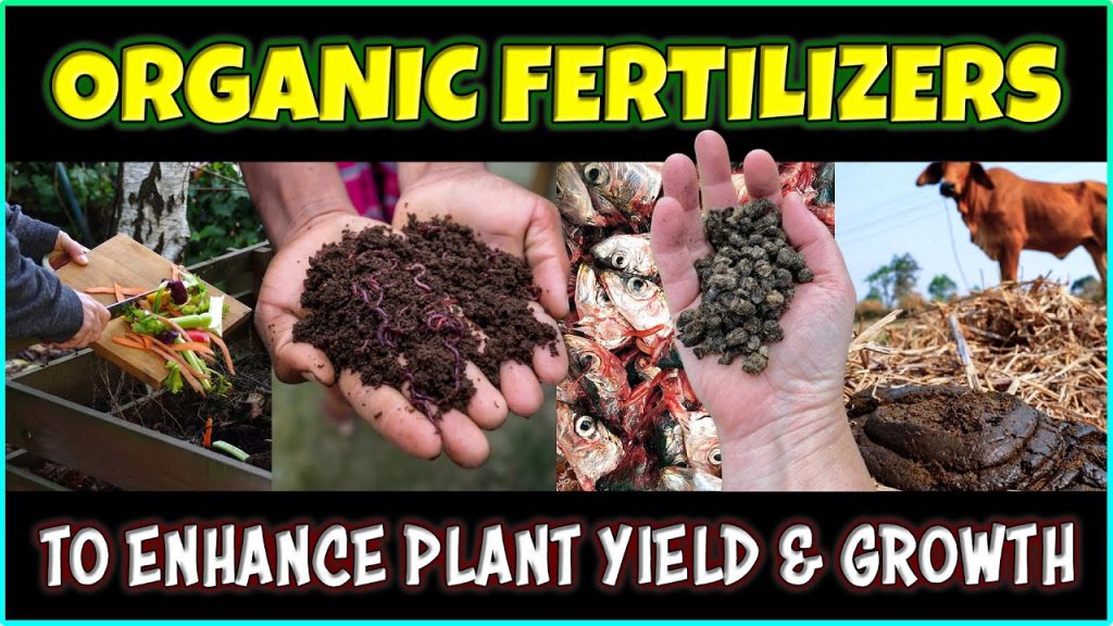 Enhancing Plant Yield & Growth: Types of Organic Fertilizers in Agriculture Farming