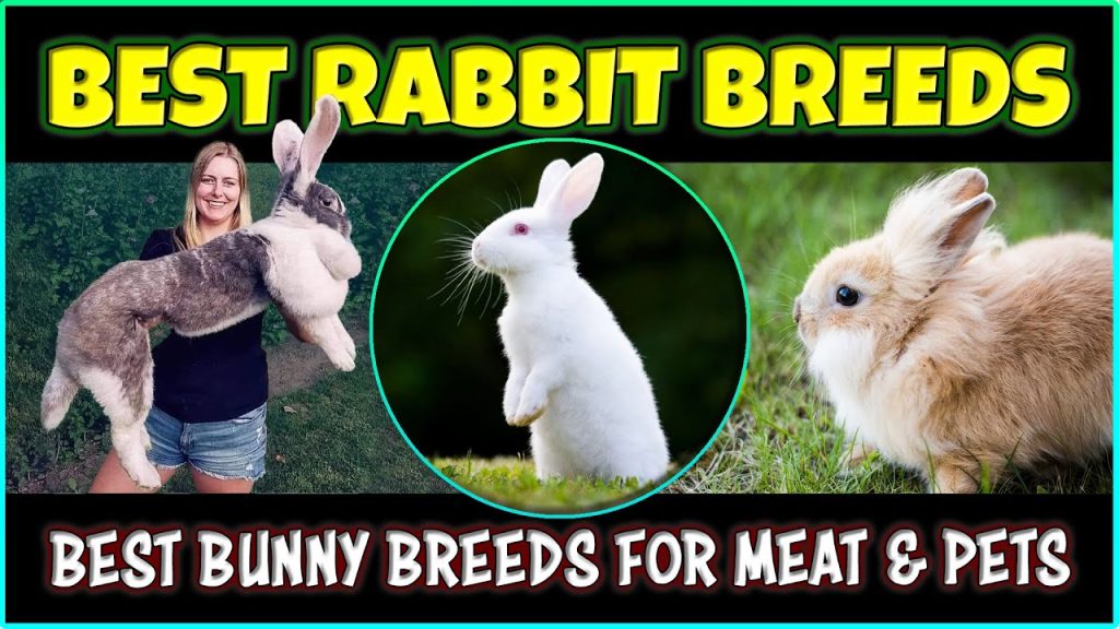 Best Rabbit Breeds for Pet & Meat