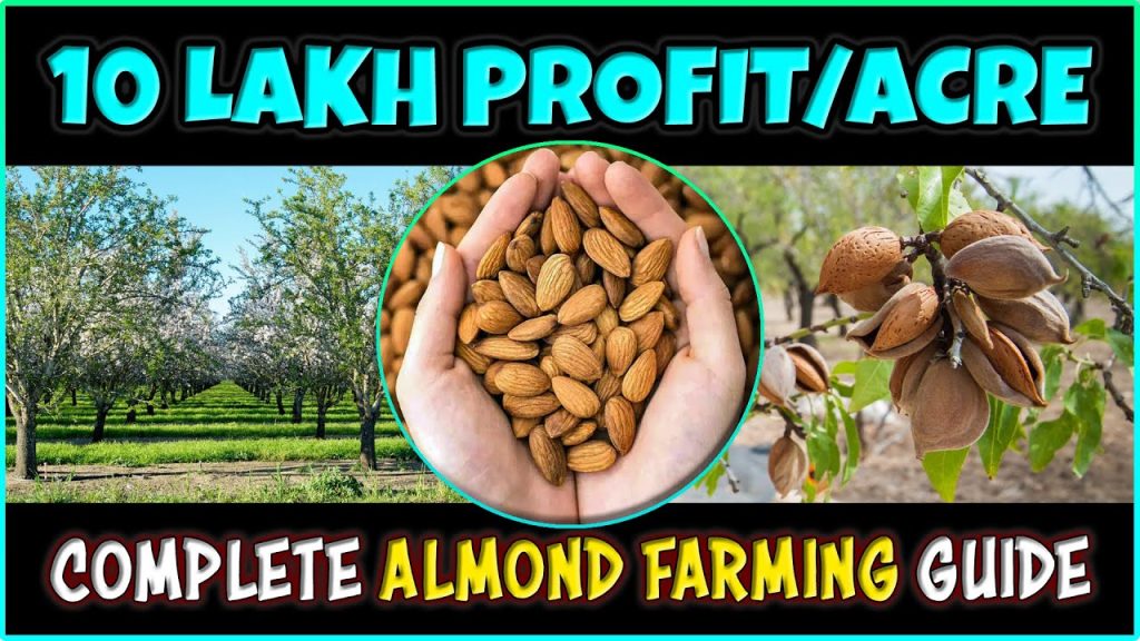 Almond Farming: Step by Step Complete Guide