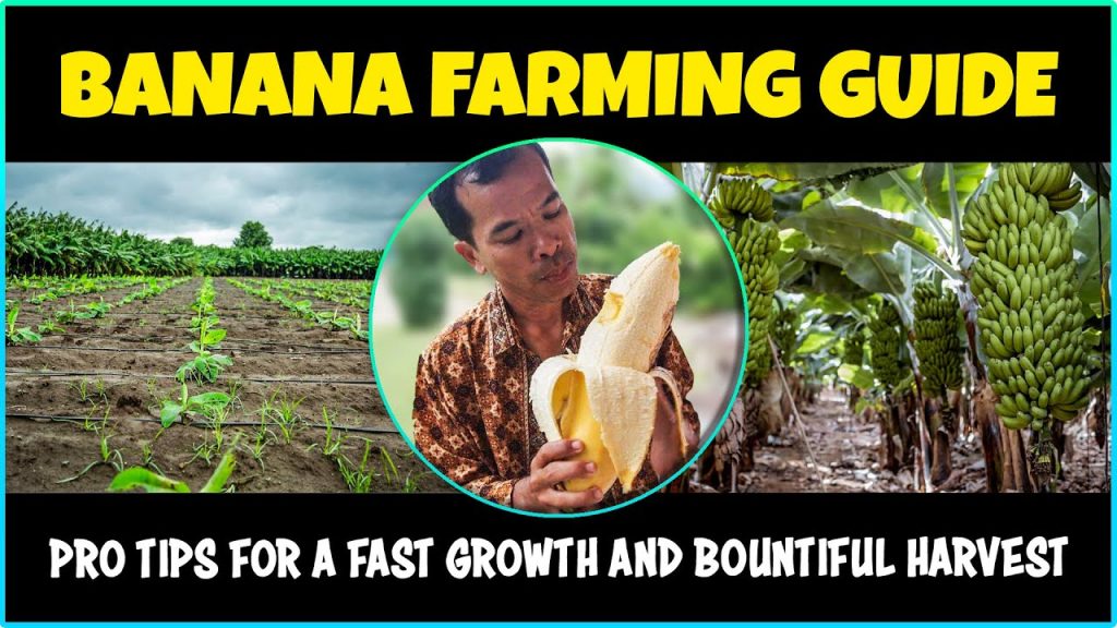 Banana Farming Unveiled: Pro Tips for a Fast growth and Bountiful Harvest