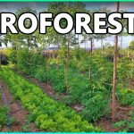 Agroforestry Systems and Sustainable Agriculture