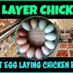 Best chicken Breed for Eggs